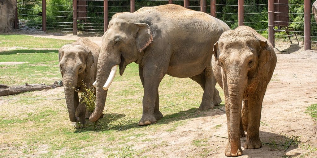 Three elephants on sandy grass inside an enclosure.