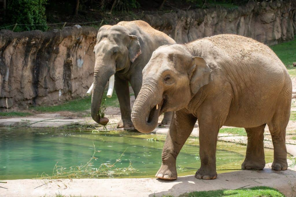 two elephants facing left into a body of water that they're drinking with their trunks