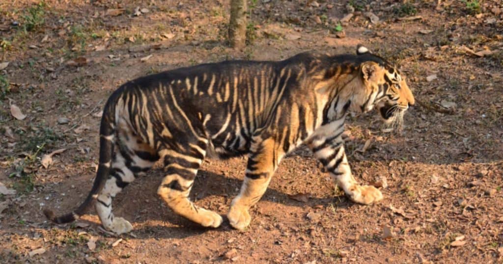 Black tiger in Odisha, India
