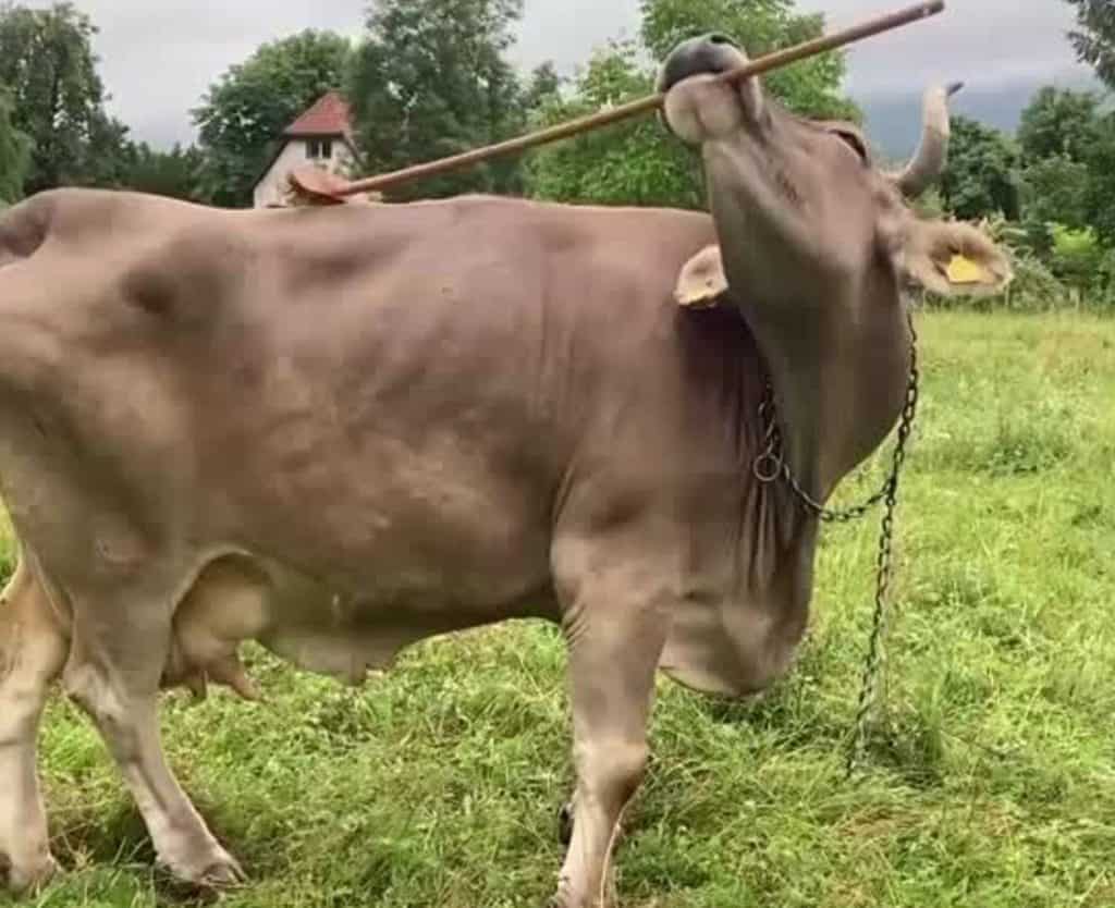 Veronika the tool-wielding cow