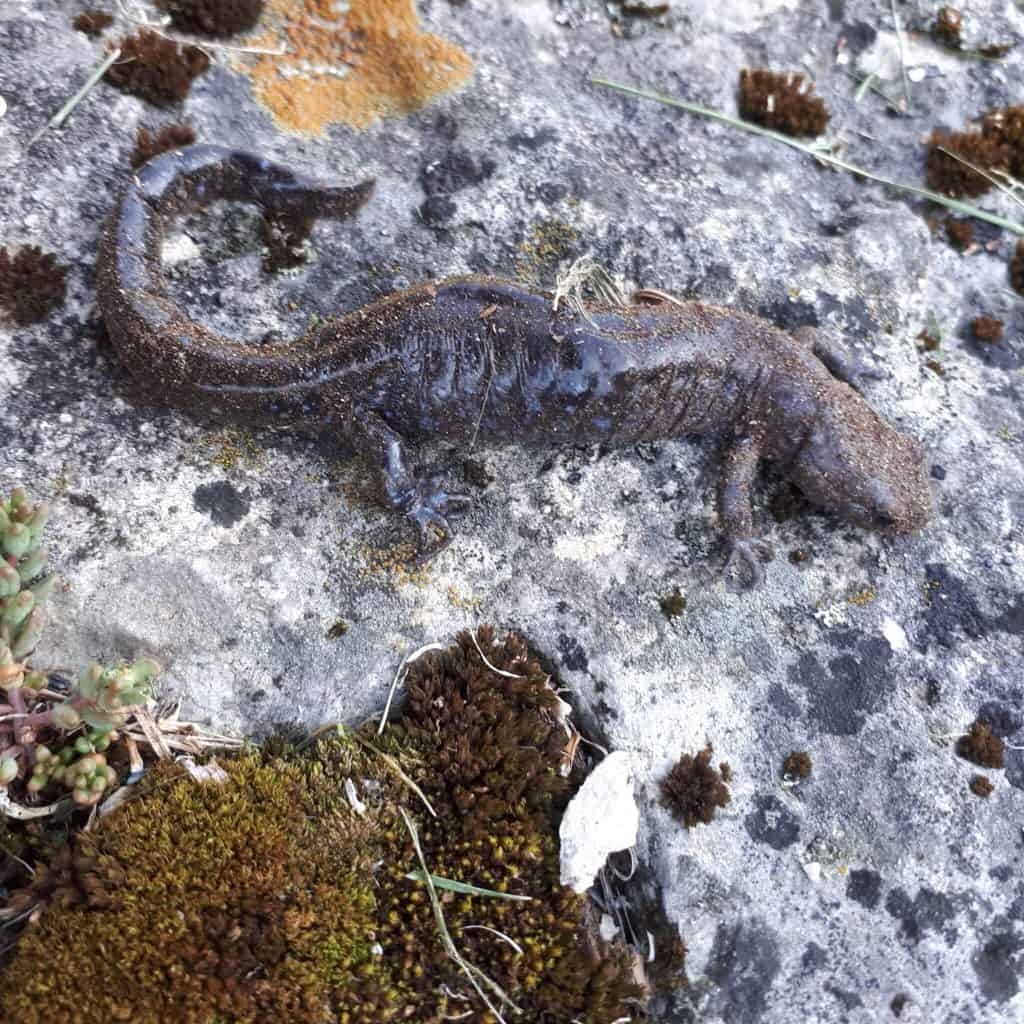 gray-looking salamander with faine yellow speckles facing right on icy surface