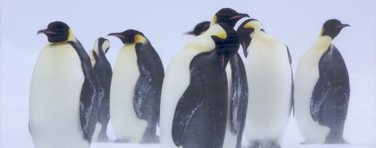 Emperor Penguins in a snow storm in Antarctica.