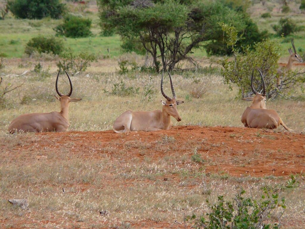 three brown gazelles sitting in the dirt