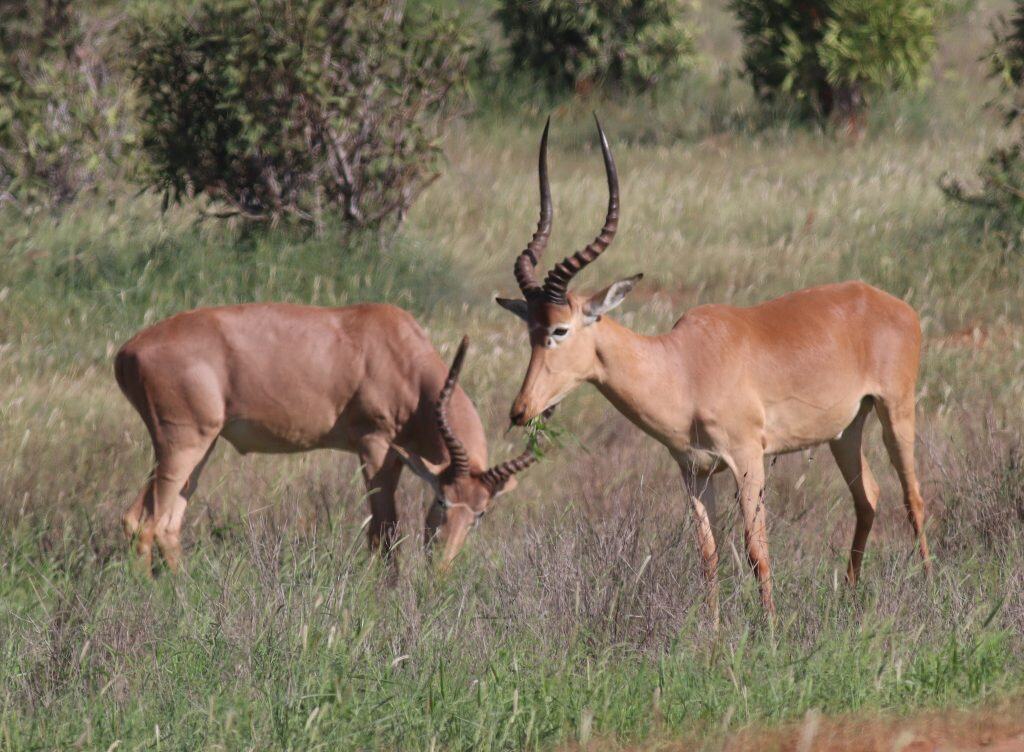 two brown gazelles with curving horns grazing in a meadow