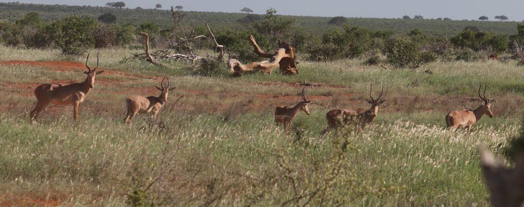 a herd of five brown antelopes with curved horns all facing right in grassland
