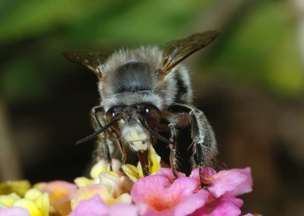 : A solitary bee (Anthophora plumipes) collecting nectar in Lisboa.