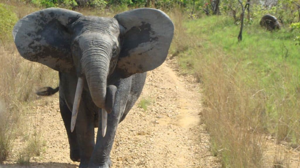 Billy the African forest elephant ONLY TO BE USED IN ARTICLES ON AFRICAN FOREST ELEPHANTS
