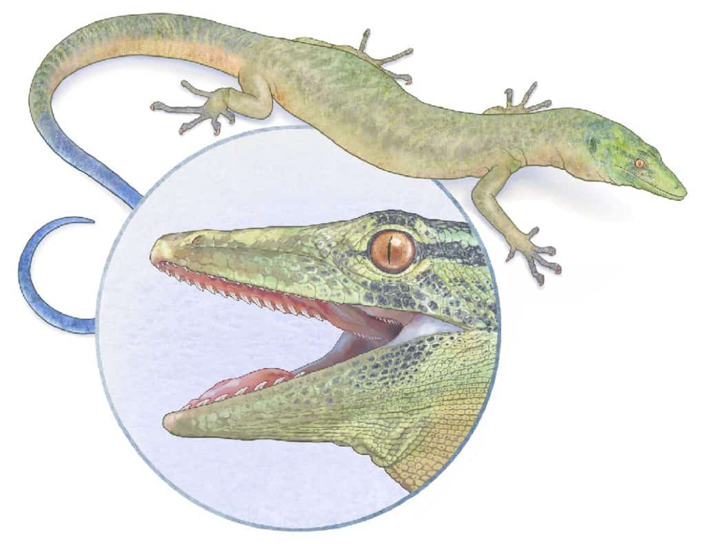  Life reconstruction of Breagnathair elgolensis based on measured proportions of the holotype