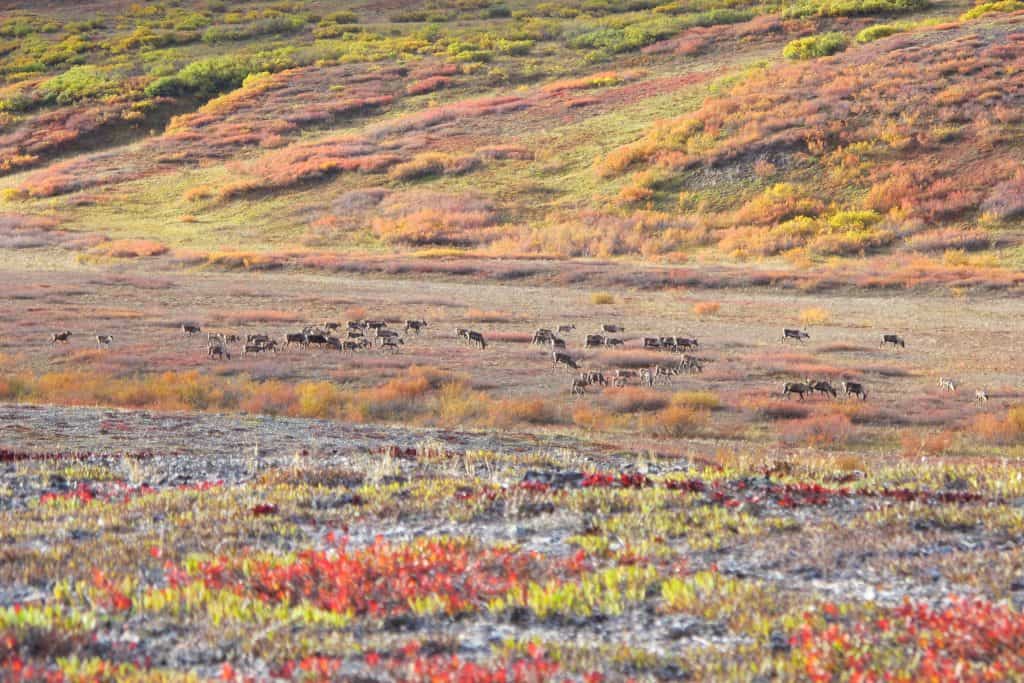 herd of 50 or more hooved animals grazing on a landscape with colorful ground cover in reds, yellows, oranges