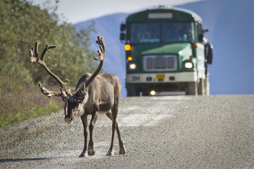 Caribou with big antlers walking on a road with a bus behind.