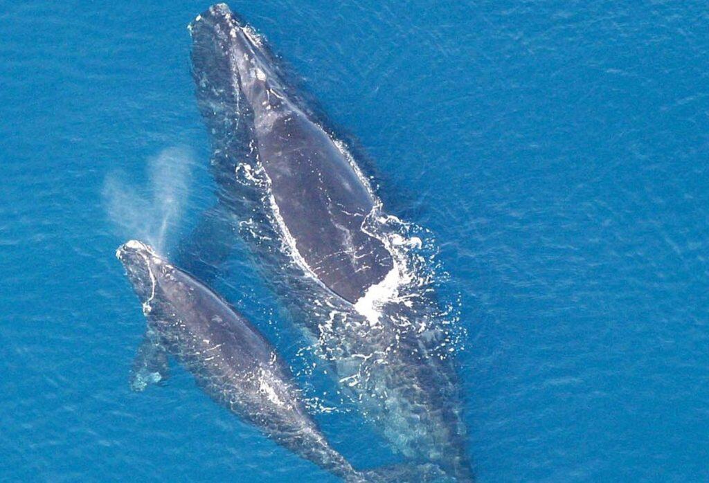 Northern Atlantic right whale and calf