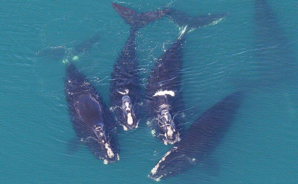 Group of North Atlantic right whales