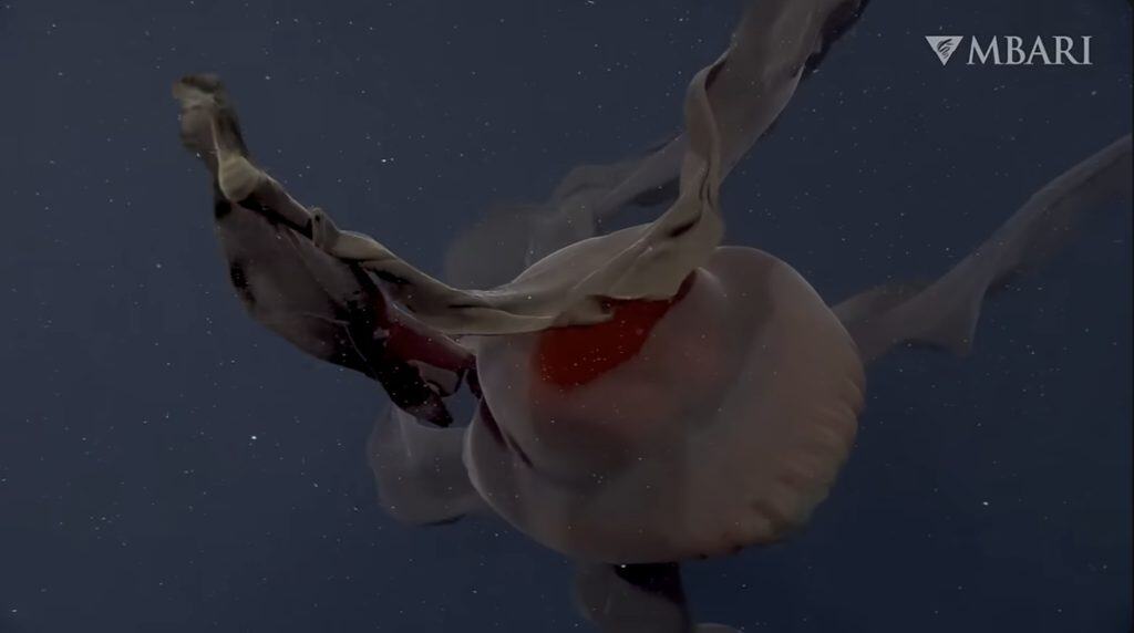 Amazing underwater shot of a large jellyfish drifting through the dark ocean, showcasing its translucent bell and long trailing tentacles in a mesmerizing marine environment.