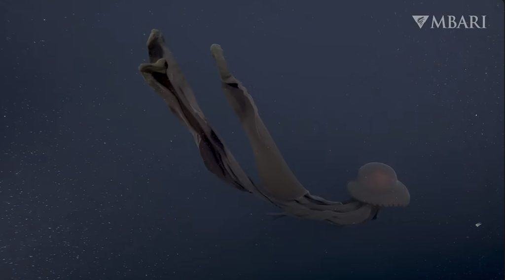 Giant phantom jelly floating in the midnight zone