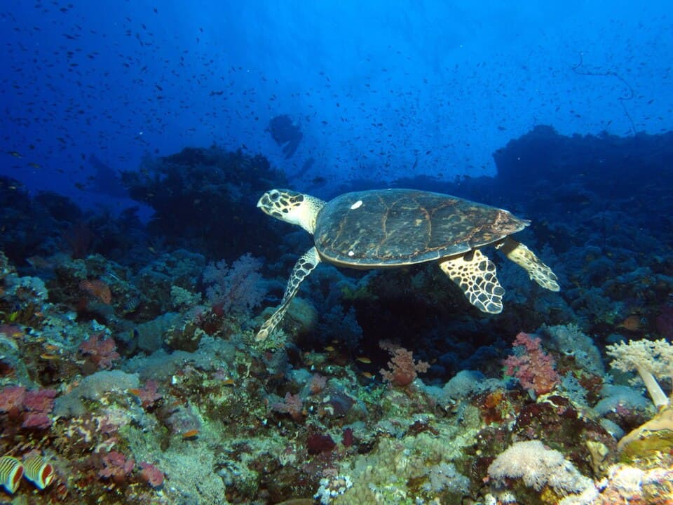 turtle facing left swimming over colorful reef