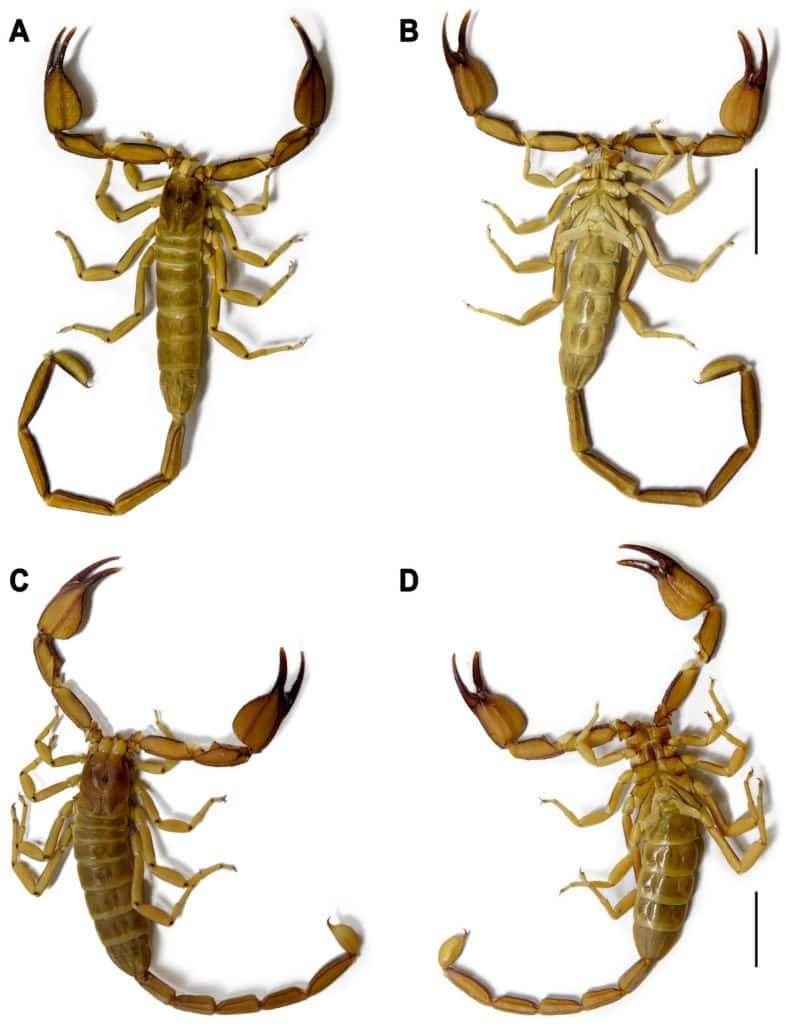  Hemiscorpius jiroftensis sp. n., habitus, dorsal (A,C) and ventral (B,D) aspects. (A,B). Holotype ♂ (RIZ HD 44A).