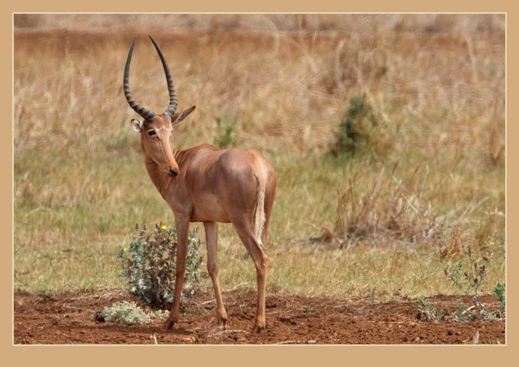 antelope facing left with curved horns and white markings on face, standing on dirt in a grassland.