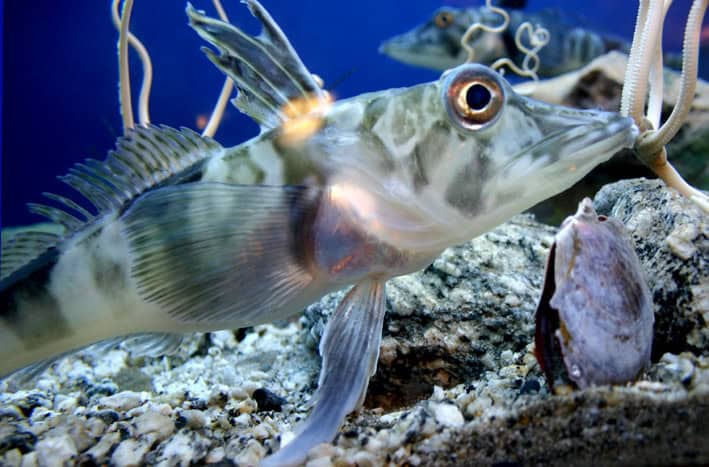Crocodile icefish or White-blooded fish