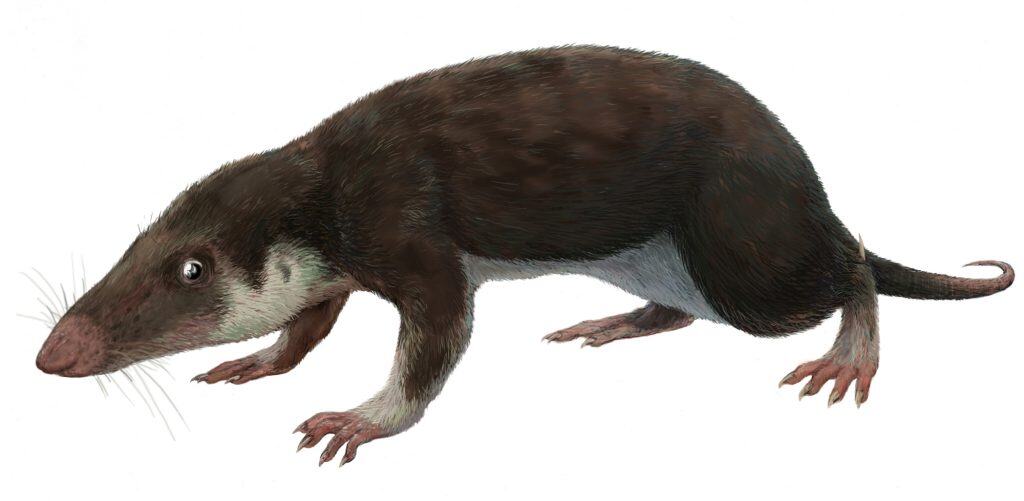 Fossil skull of Morganucodon, a basal mammaliaform closely related to Camurocondylus lufengensis