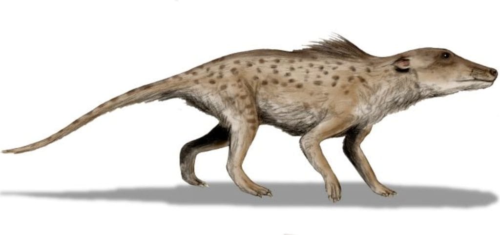 Pakicetus drawing
