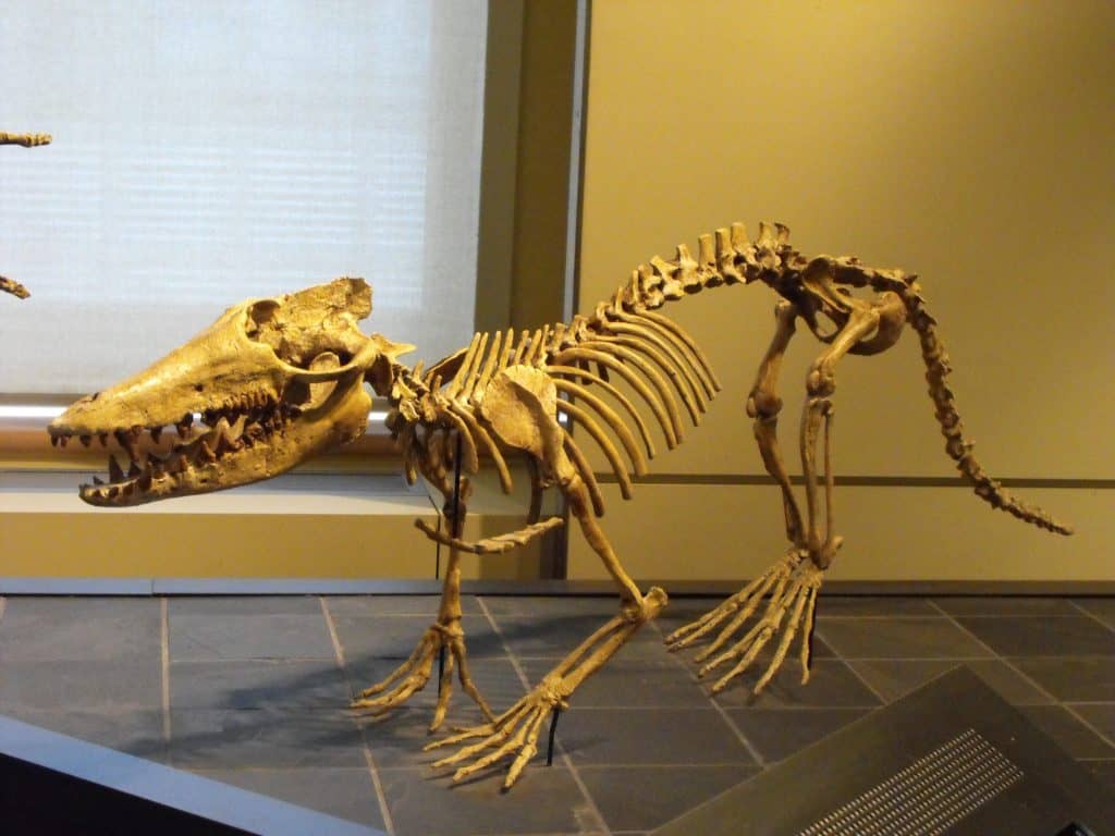 Complete Pakicetus skeleton