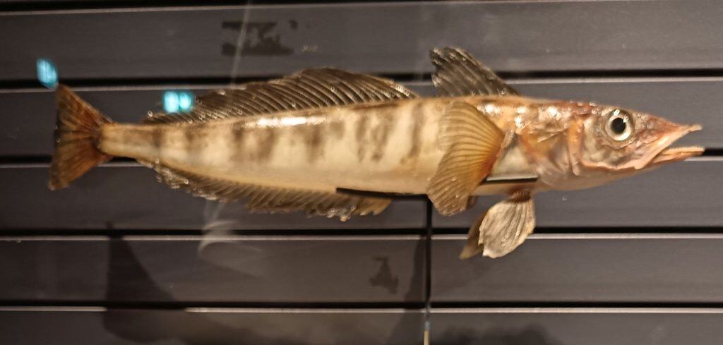Mackerel icefish (Champsocephalus gunnari)