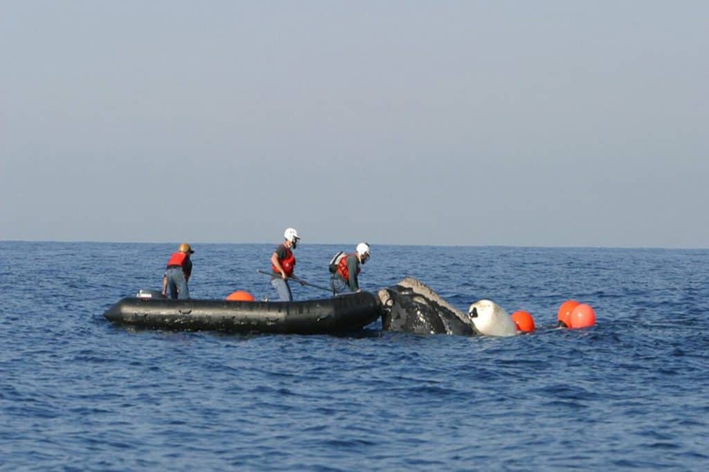 Rescuers attempting to free North Atlantic right whale from fishing gear