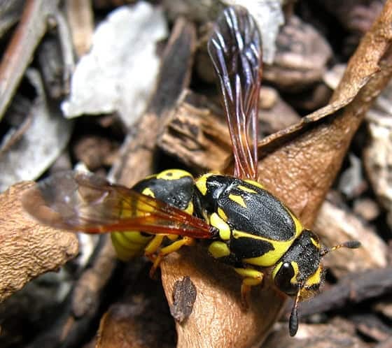 pollen wasp, Pseudomasaris vespoides