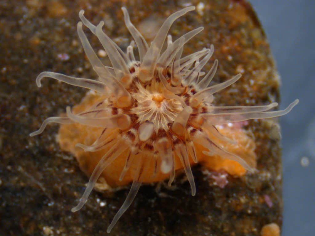Stereo microscope photo of the sea anemone _Sagartiogeton laceratus