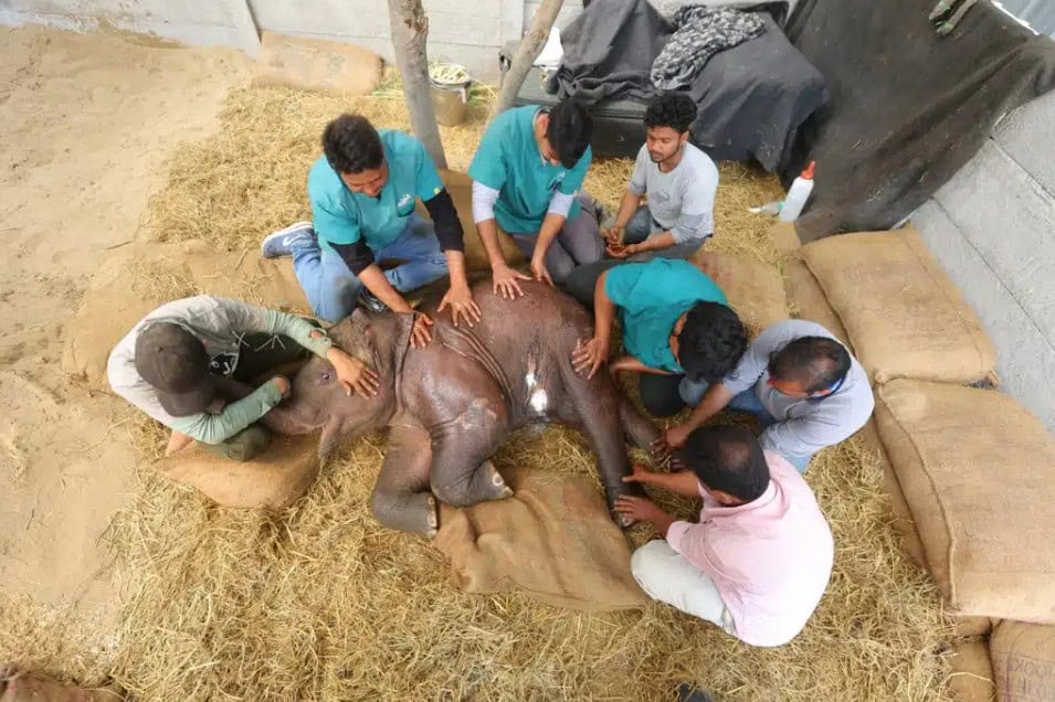 Caregivers at Wildlife SOS calm Bani the elephant for an acupuncture session.