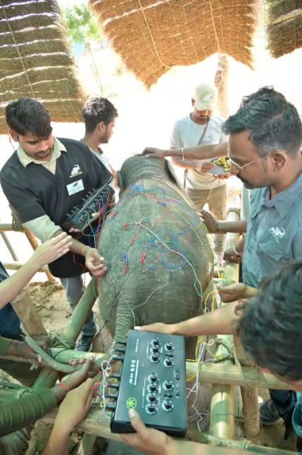 Bani the elephant receiving acupuncture at Wildlife SOS