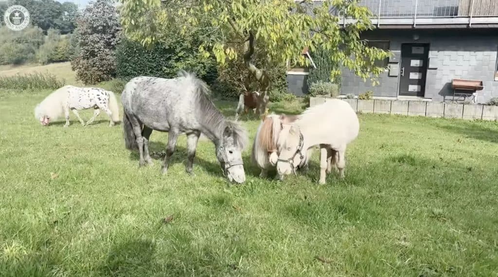 Pumuckel smallest horse