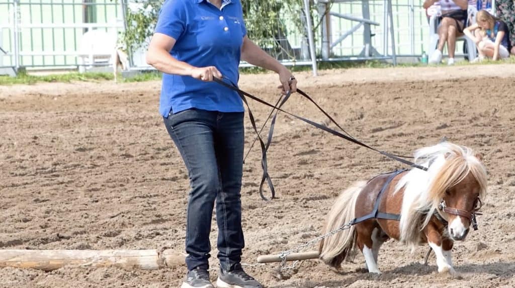 Pumuckel the world's shortest horse