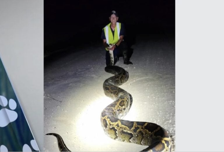 Hunters Captured a Record-Breaking Python in the Everglades - A-Z Animals