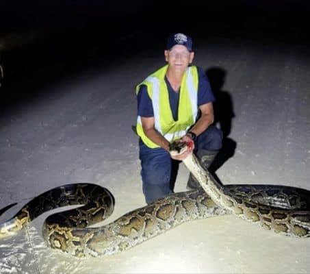 Hunters Captured a Record-Breaking Python in the Everglades - A-Z Animals