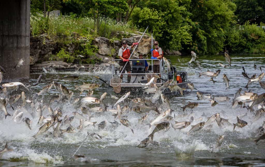 Lots of big fish jumping out of the water next to a boat with two men holding longhandled nets