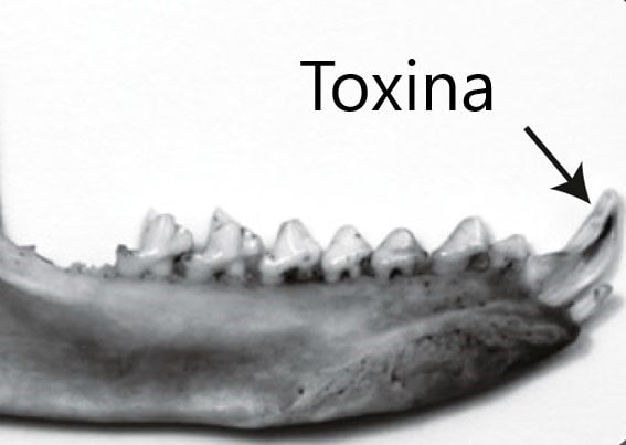 Detail of the incisors that inject the solenodon's venom