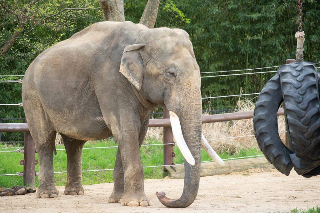 Huge elephant with tusks facing right in captivity with a swinging tire