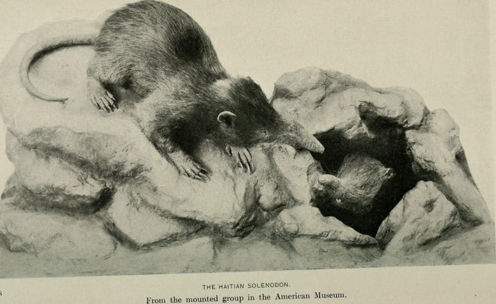 Hispaniolan solenodon 1825