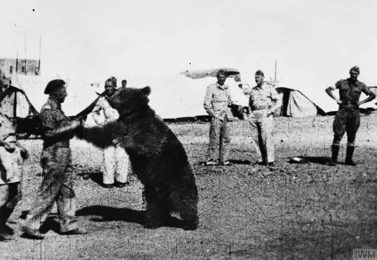 Drafted Into WWII: The Preposterous Truth Of A Syrian Bear