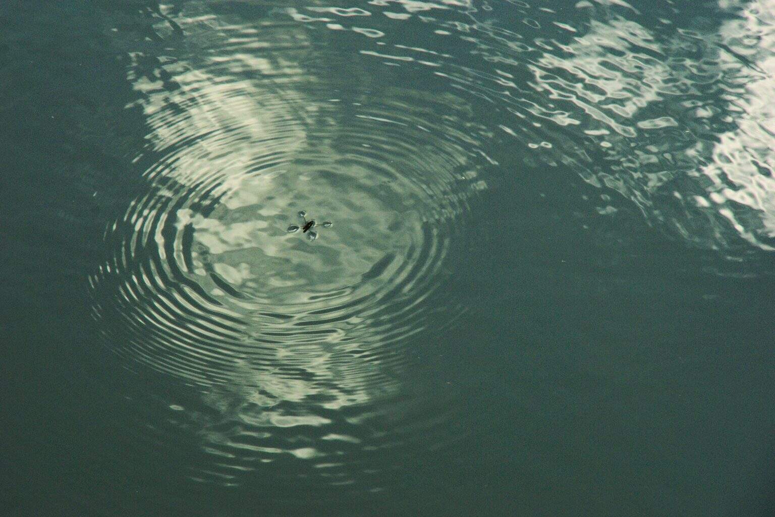 These Bugs Don’t Just Walk on Water—They Row and Skate Across It - A-Z ...