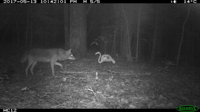 Coyote in research project ONLY TO BE USED IN COYOTE ARTICLES