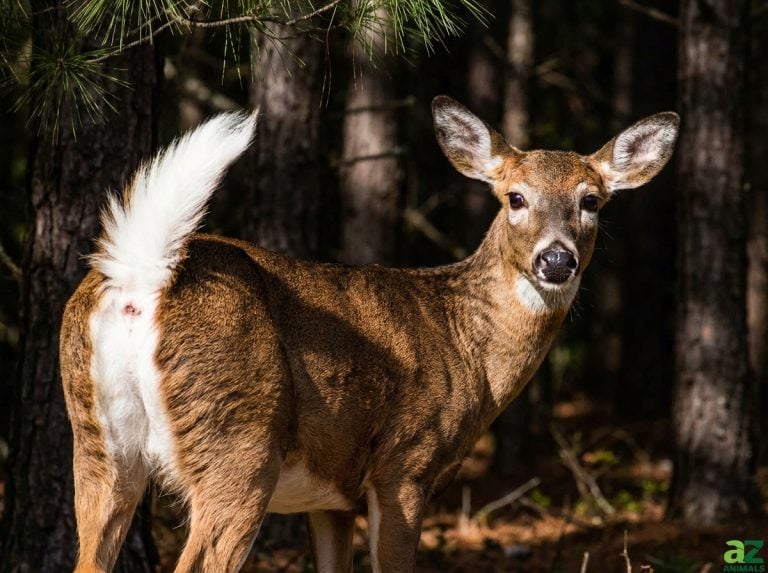 A white-tailed deer stands alert in a dark forest, turning its head to look at the viewer while raising its distinct white tail.