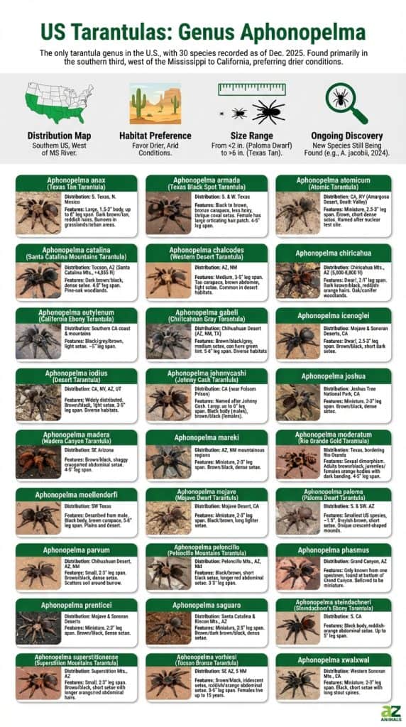 A detailed educational infographic grid featuring photos and descriptions of various American tarantula species, including a distribution map of the southern United States.