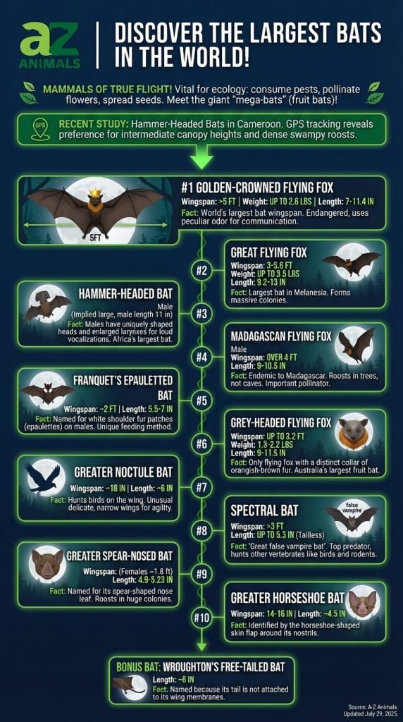An infographic ranking the world's largest bats, including the Golden-Crowned Flying Fox and Hammer-Headed Bat, with stats on wingspan and habitat.