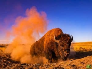 A large bison stands in a dusty prairie field, kicking up a massive plume of orange-colored dirt against a clear blue sky.