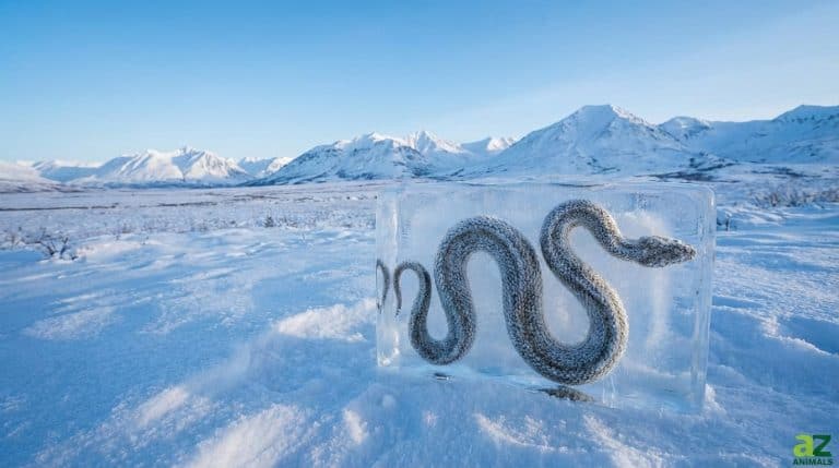 A coiled snake frozen inside a large block of ice, positioned in a snowy Alaskan landscape with mountains in the background.