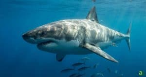 A large Great White Shark swimming in clear blue water with a tracking device attached to its dorsal fin and small fish below.
