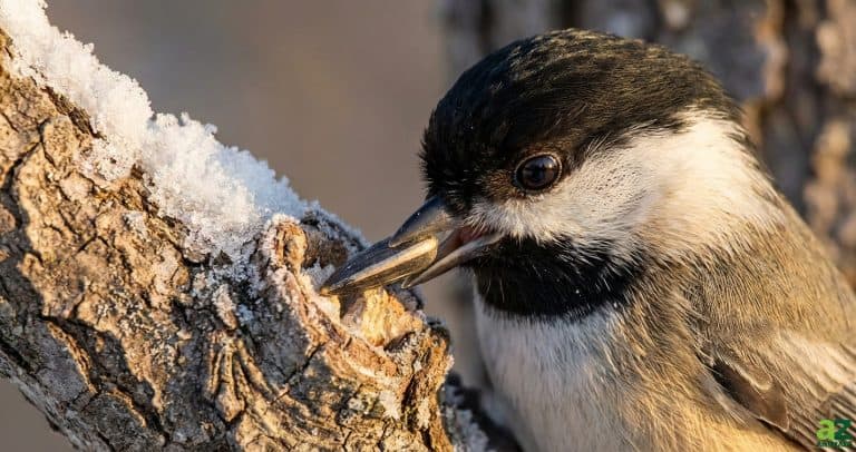 A black-capped chickadee holds a sunflower seed in its beak while perched on a snowy tree branch.