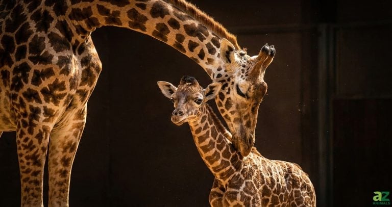 A mother giraffe affectionately nuzzles her newborn calf in warm, golden light against a dark background.